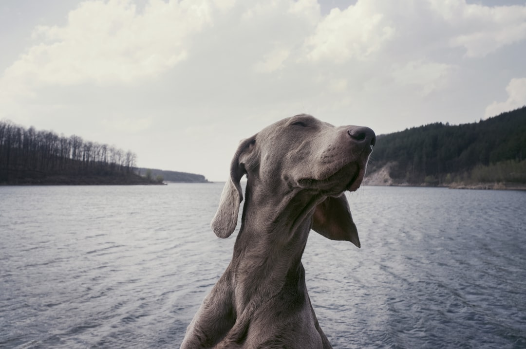 Photo Dog-friendly beach
